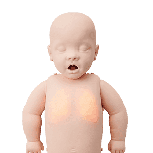 Brayden CPR Manikins by MEDILIFE — image 4